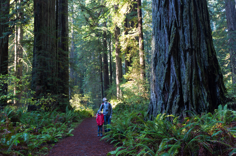 Adult and child hiking through Redwood forest glancing up at large tree.