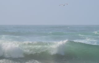 Seagull flying over ocean waves