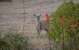 Deer poking out from behind a bush