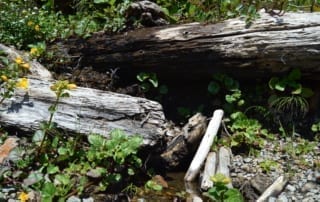 Old rotting logs with vegetation surrounding them