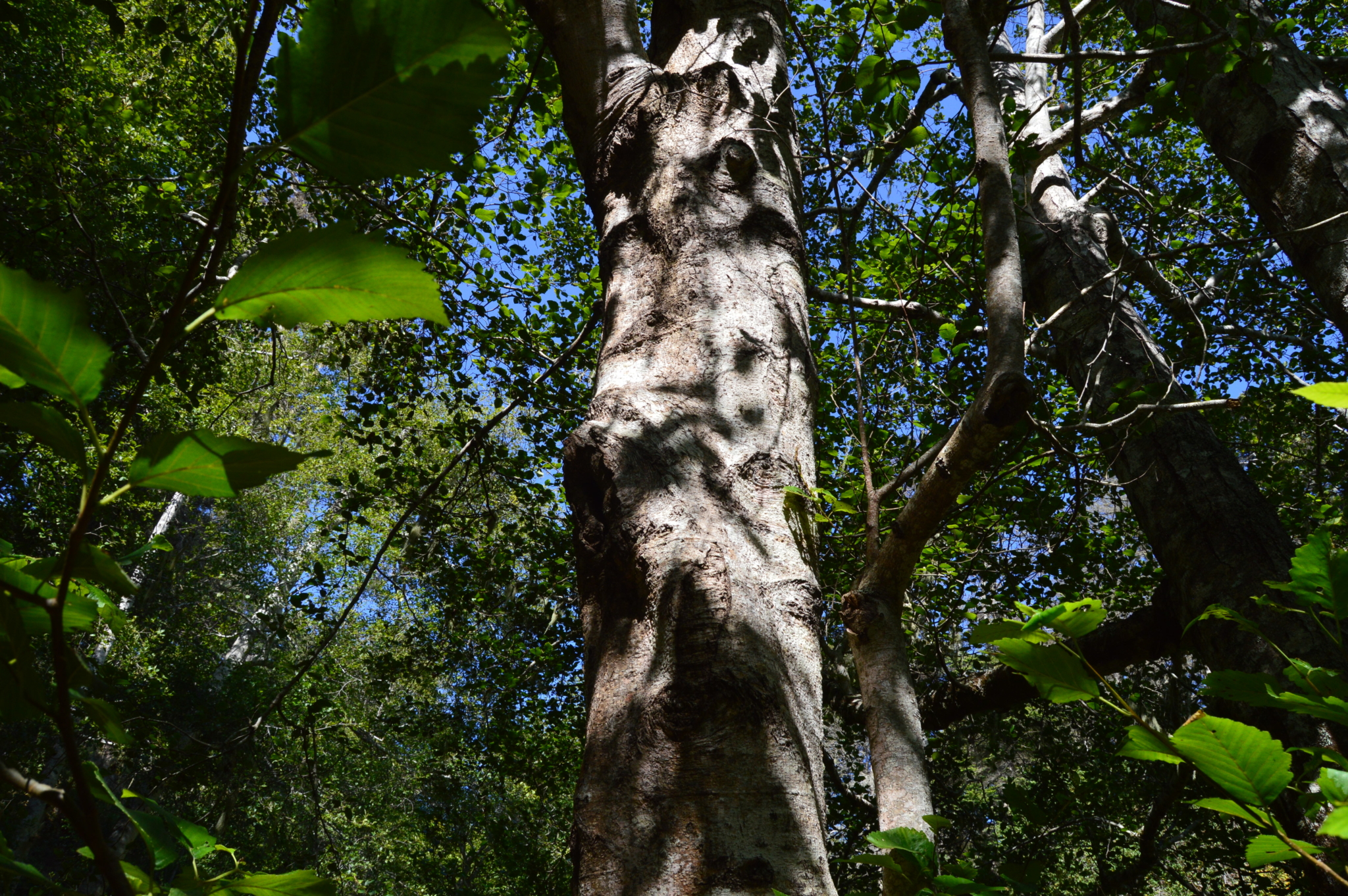 DSC_0732 Tree in a forest