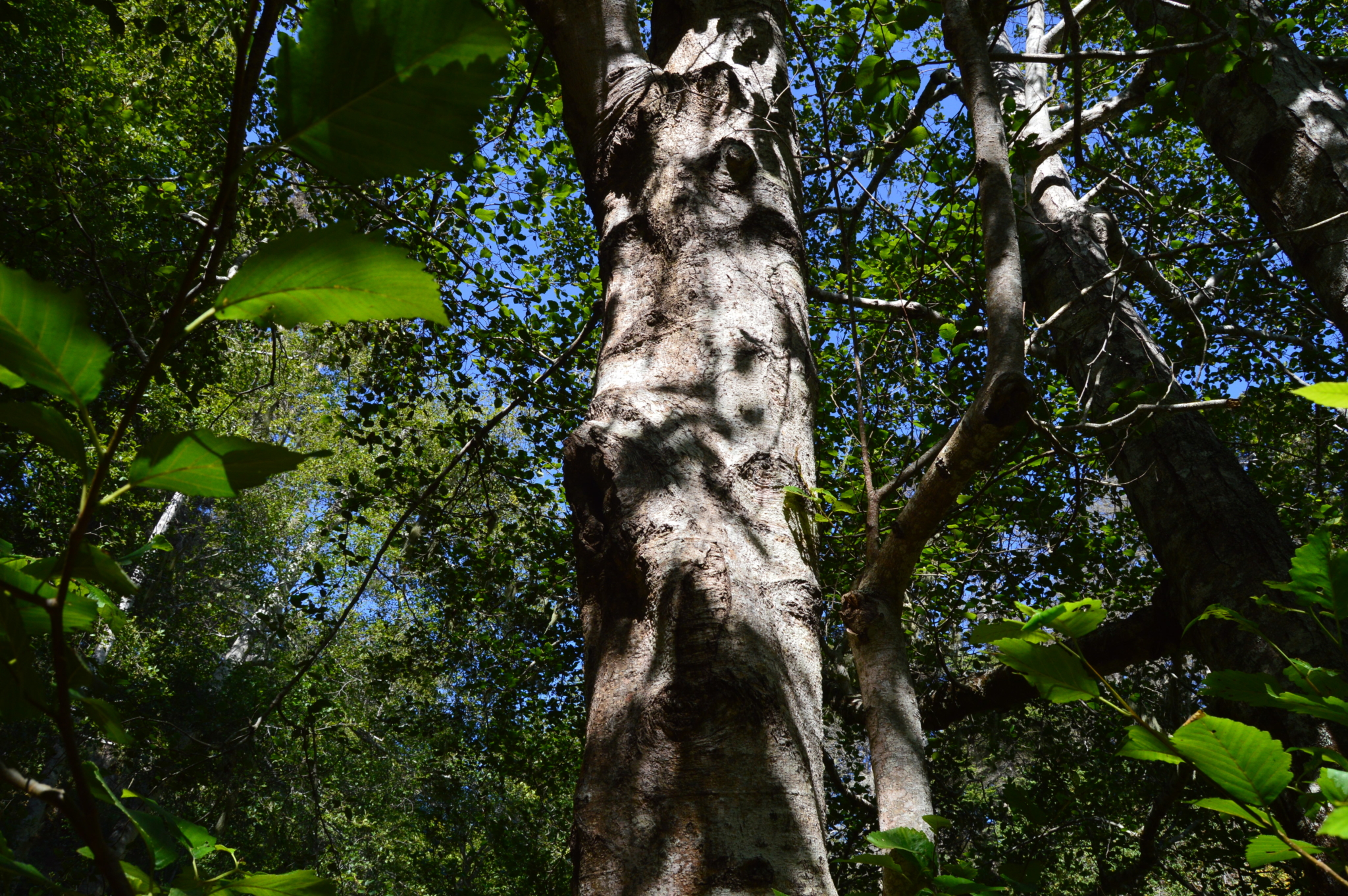 Tree in a forest