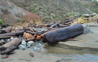 Logs sitting on the shore that have washed up from the ocean