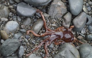 Octopus that washed onto shore