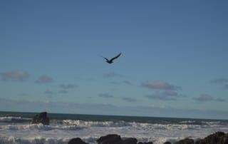 Lone bird flying over California shoreline