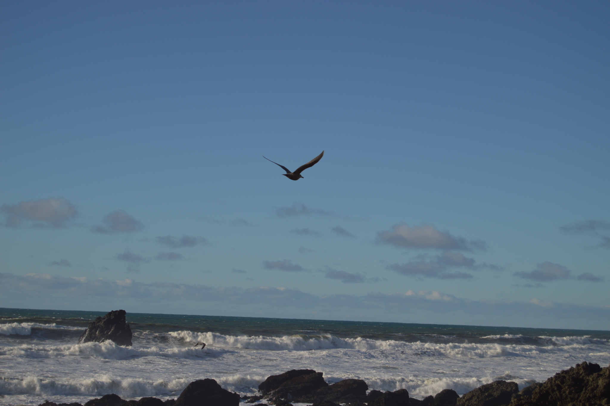 Lone bird flying over California shoreline