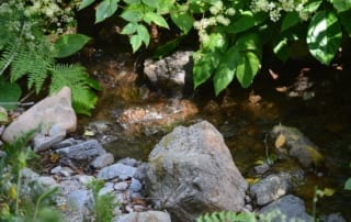 Small pool of water with rocks and vegetation surrounding it