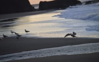 Group of seagulls standing on sandy beach at sunset