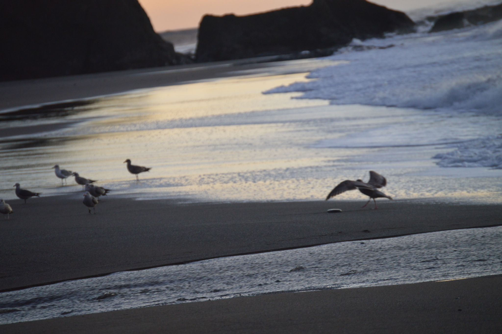 Group of seagulls standing on sandy beach at sunset