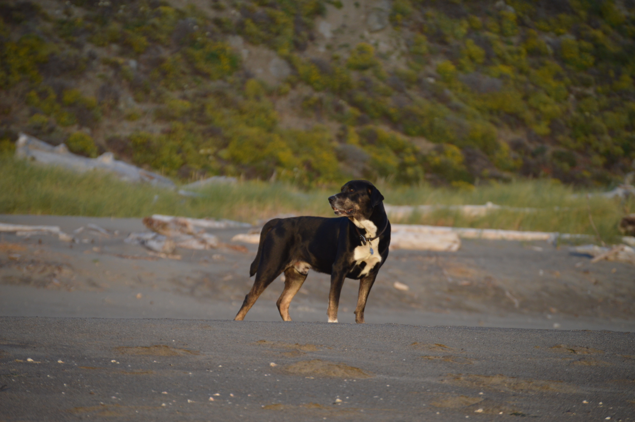 Dog standing on sandy beach in Northern California