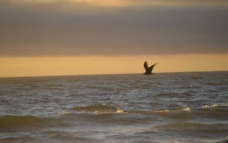 Lone bird flying over ocean water at sunset