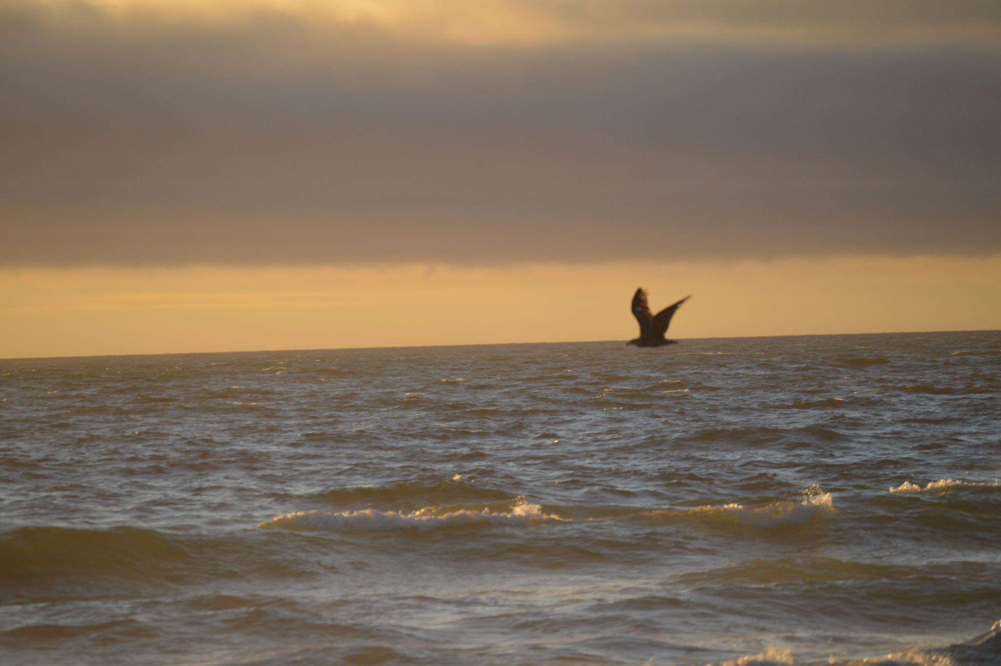 Lone bird flying over ocean water at sunset