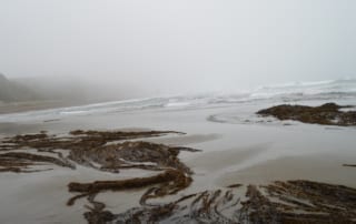 Seaweed washed up onto sandy beach on foggy day.