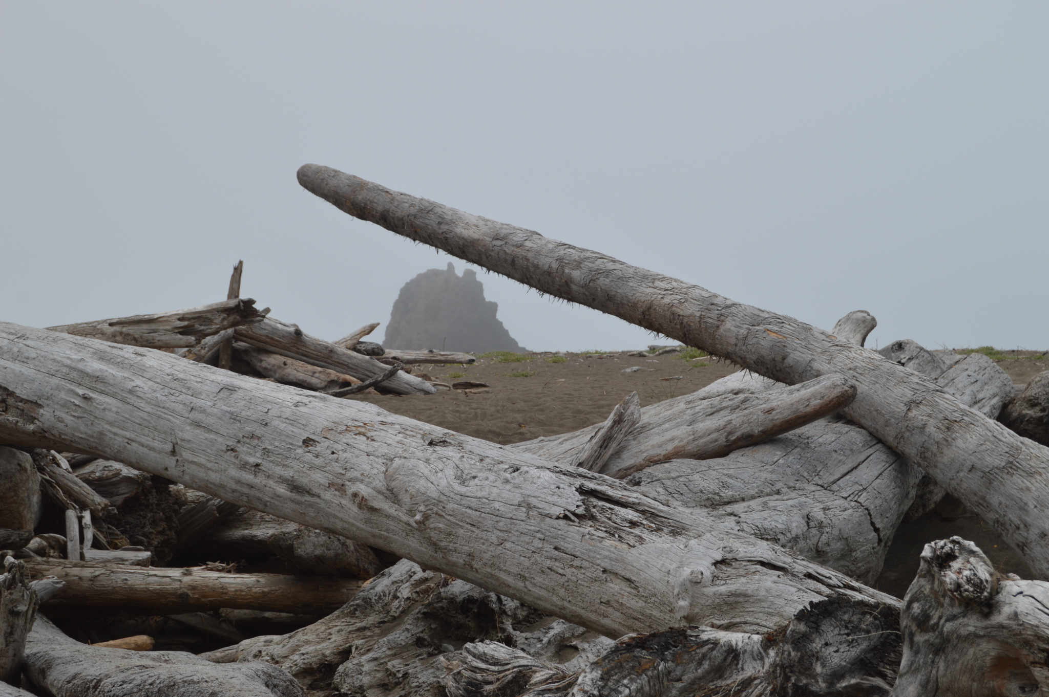 Pile of wood that has washed onto shore on a foggy day