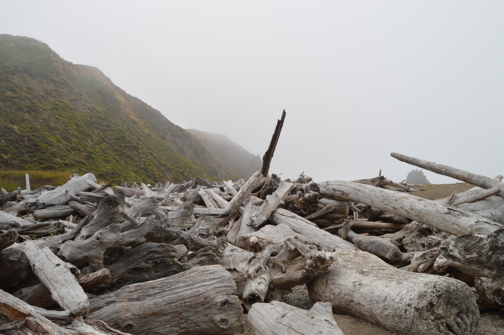 Pile of wood that has washed onto shore on a foggy day